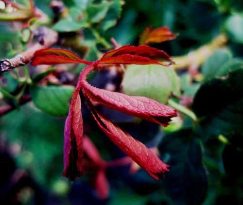 Leaves Foliage Delicate Red Young Rose