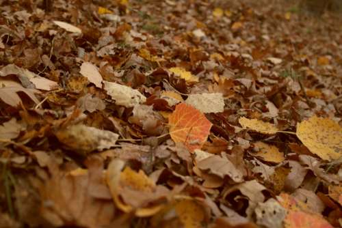 Leaves Autumn Colors