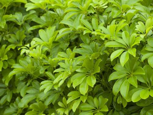Leaves Foliage Green Nature Plant Natural Flora