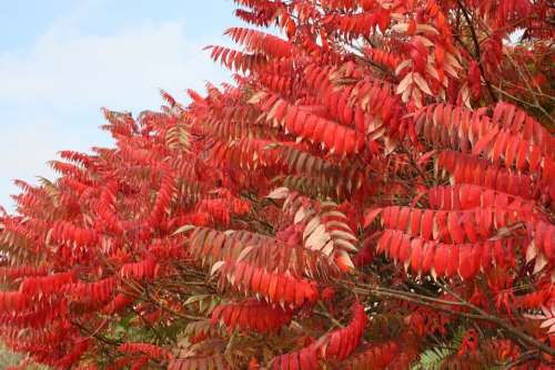 Leaves Bush Red