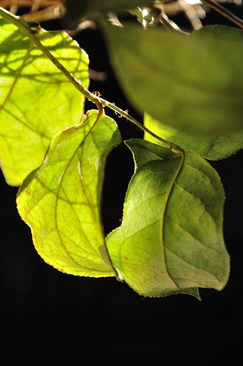 Leaves Light Light Green Bright Beech Leaves