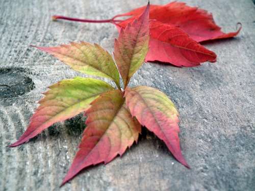 Leaves Autumn Listopad Autumn Leaf Red Nature