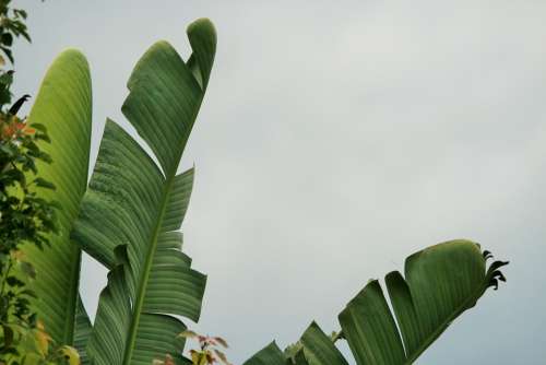 Leaves Torn Green Fan Shaped Strelitzia Giant