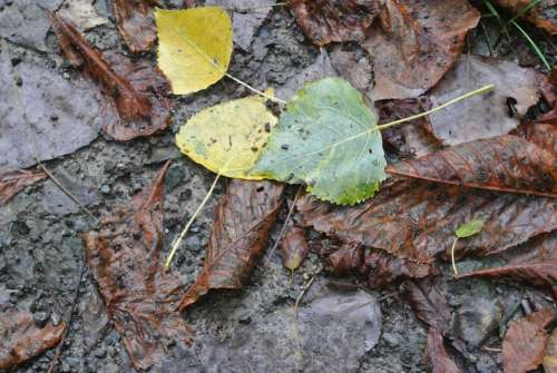 Leaves Autumn Dirt Mud Brown