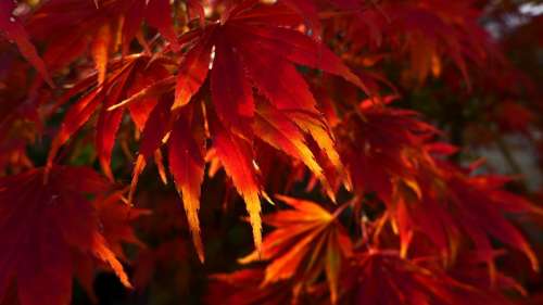 Leaves Fall Foliage Red