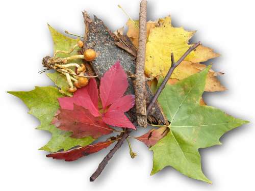 Leaves Colorful Autumn Decoration