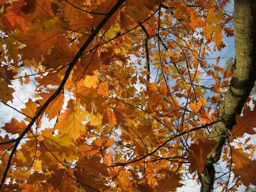 Leaves Autumn Emerge Orange Golden Bright