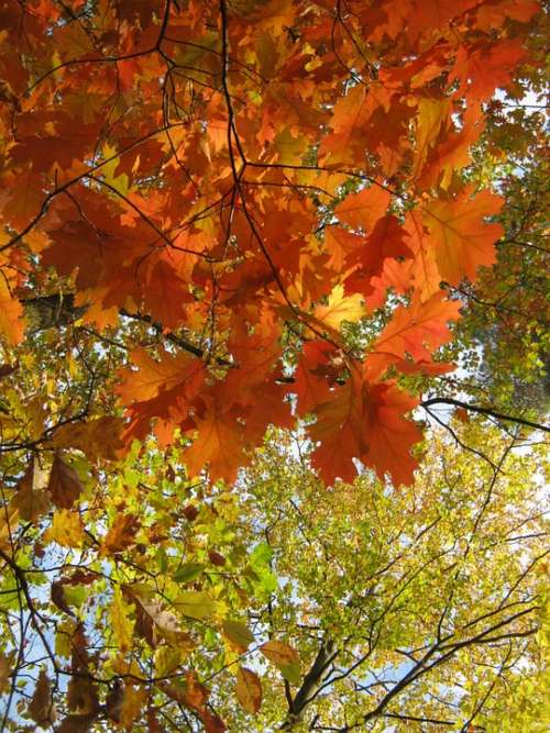 Leaves Autumn Emerge Orange Golden Bright