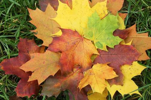 Leaves Emerge Colorful Autumn Decoration