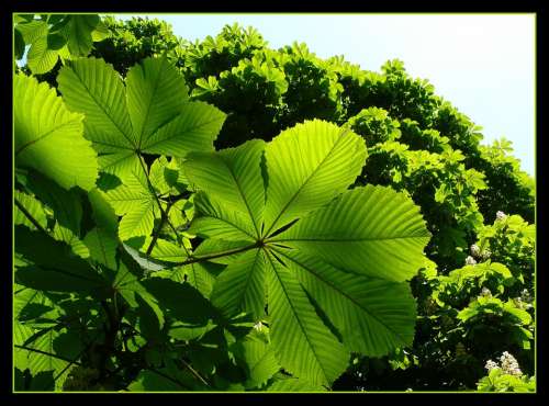 Leaves Green Shadow Play Leaf Shining Nature