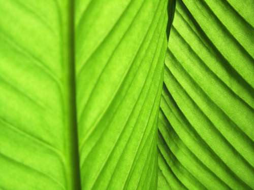 Leaves Green Plant Fibres Frame