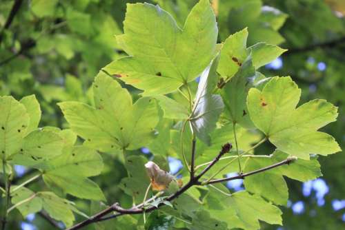 Leaves Tree Green