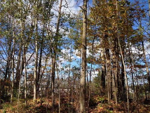 Leaves Trees Forest Nature Tree Landscape Scenery