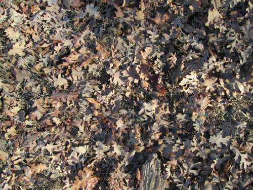 Leaves Leaf Texture Nature Vegetation Ground Cover