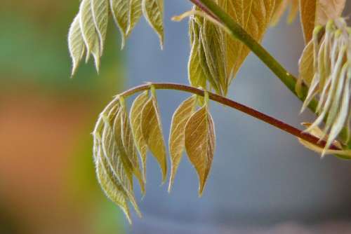 Leaves Climber Plant Whip Vine Rank Growths Plant