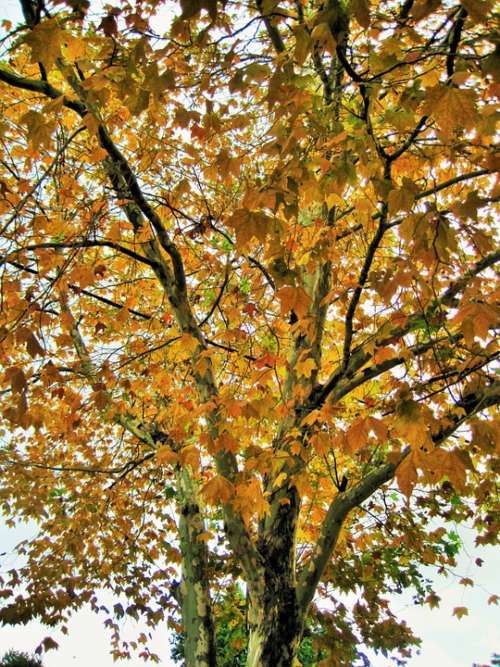 Leaves Tree Yellow Autumn Seasons