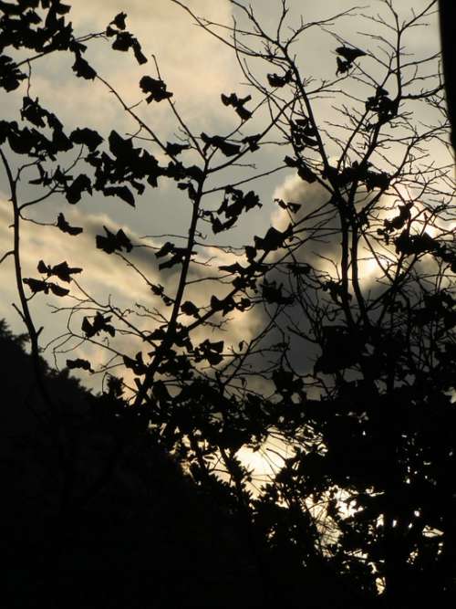 Leaves Backlighting Clouds Dark Evening Branch