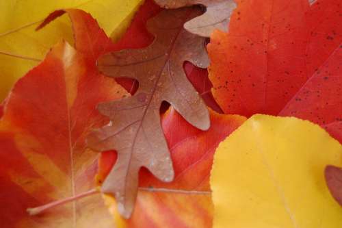 Leaves Autumn Fall Maple Acorn