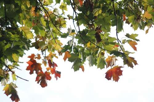 Leaves Nature Light Autumn Tree Season Color