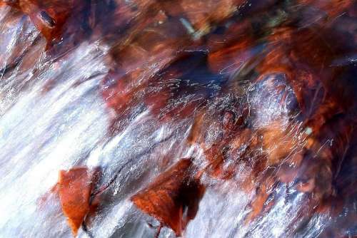 Leaves Red Water Stream Creek Landscapes Nature