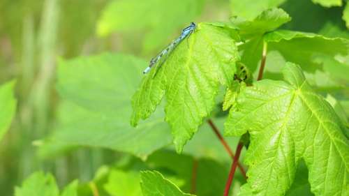 Leaves Green Blue Dragonfly