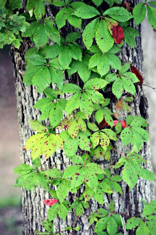 Leaves Tree Vine Summer Green Leaf