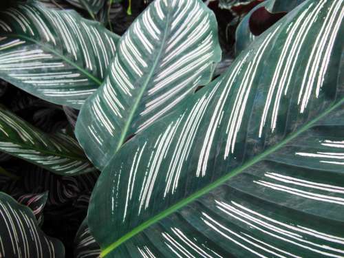 Leaves Green White Striped
