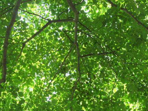 Leaves Arboretum Deciduous Green Foliage Plant