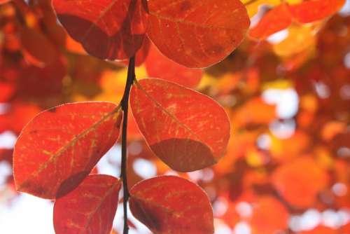 Leaves Autumn Red Tree