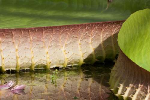 Leaves Water Lily Victoria Cruziana