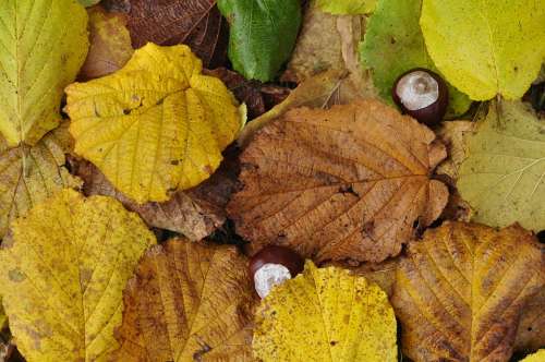 Leaves Autumn Chestnut Forest Floor