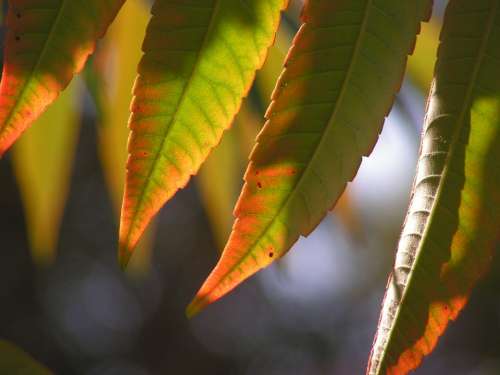 Leaves Autumn Poison Ivy Color Autumn Colors