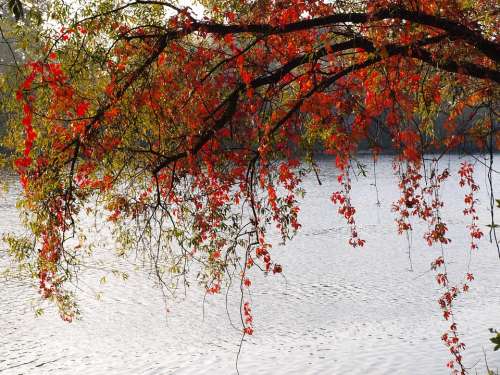 Leaves Red Colorful Autumn River Main Bank