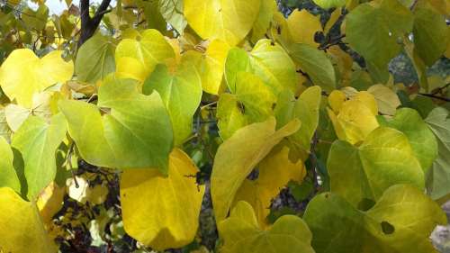Leaves Fall Seasonal Green Yellow Falling Leaves