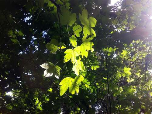 Leaves Green Plant Light Nature