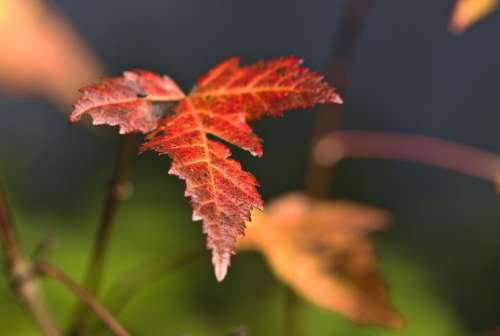 Leaves Autumn Autumn Mood Colorful Maple