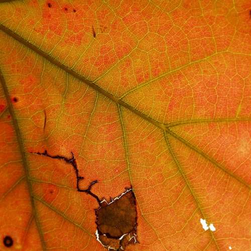 Leaves Leaf Braid Indian Summer Autumn Veins