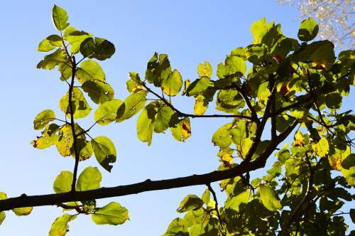 Leaves Apple Tree Green Sunlight