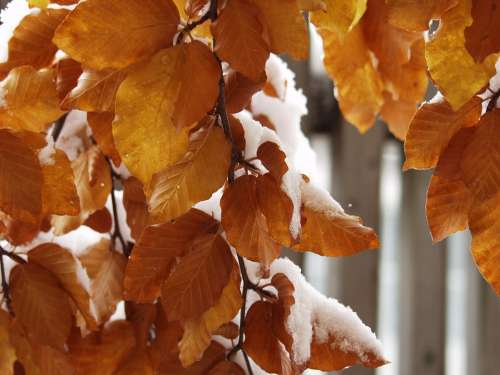 Leaves Colorful Snowy Wintry Snow Winter Blast
