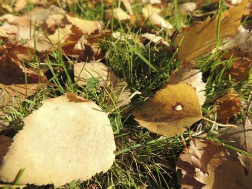 Leaves Autumn Ocher Meadow Yellowish Macro