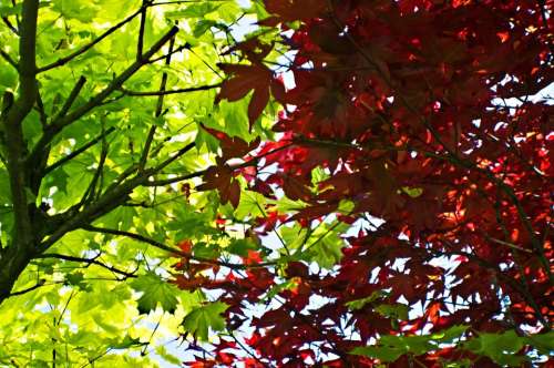 Leaves Leaf Red Green Season Macro Nature