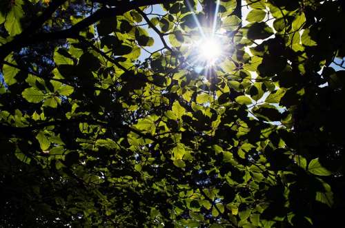 Leaves Leaf Green Season Sun Macro Nature