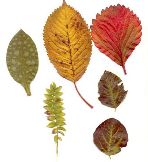 Leaves Autumn Colorful Red Pressed Dry Forest