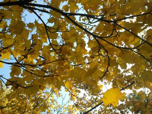 Leaves Maple Maple Leaves Autumn Tree Sun Light