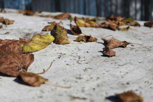 Leaves Rock Stone Travertine Yellow Autumn