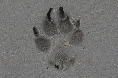 Leg Dog Print Sand