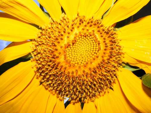 Lehigh Acres Florida Sunflower Sunflowers Flowers