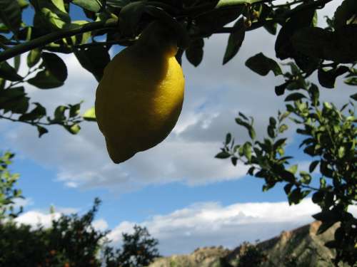 Lemon Lemons Citrus Fruit Yellow Tree Nature