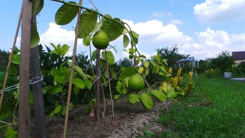 Lemon Fruit Citrus Green Fresh Garden