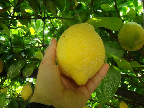 Lemon Fruit Yellow
